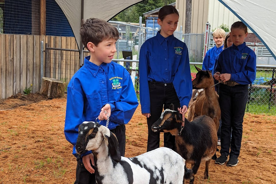 web1_rsz-cute-boy-and-goat-09100_n