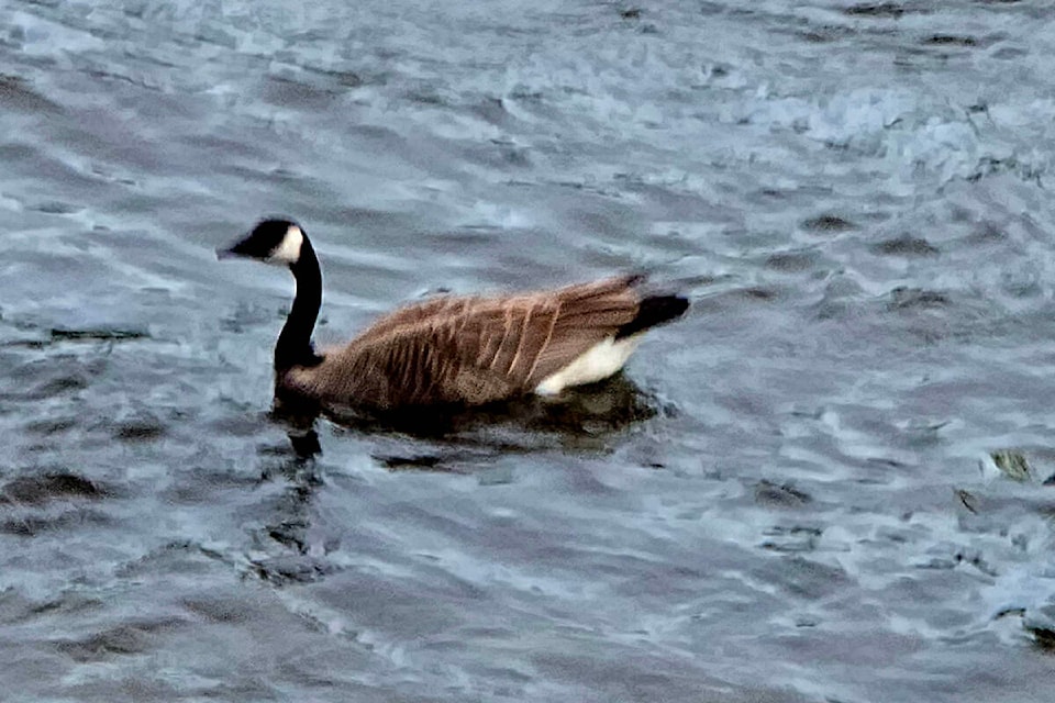 web1_rsz-goose-20240524_205934