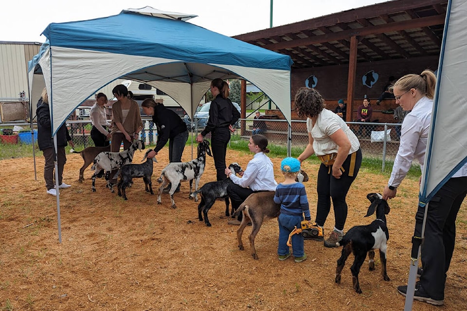 web1_rsz-open-show-goat-show-_608310751951446757_n