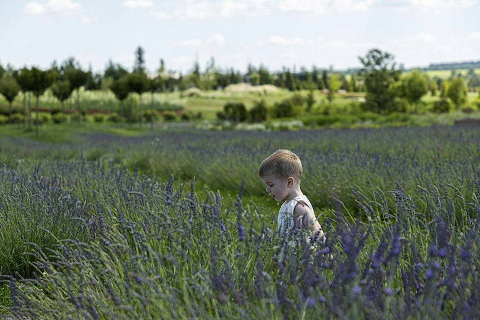 Flowers bring precious beauty to Ukraine in time of war