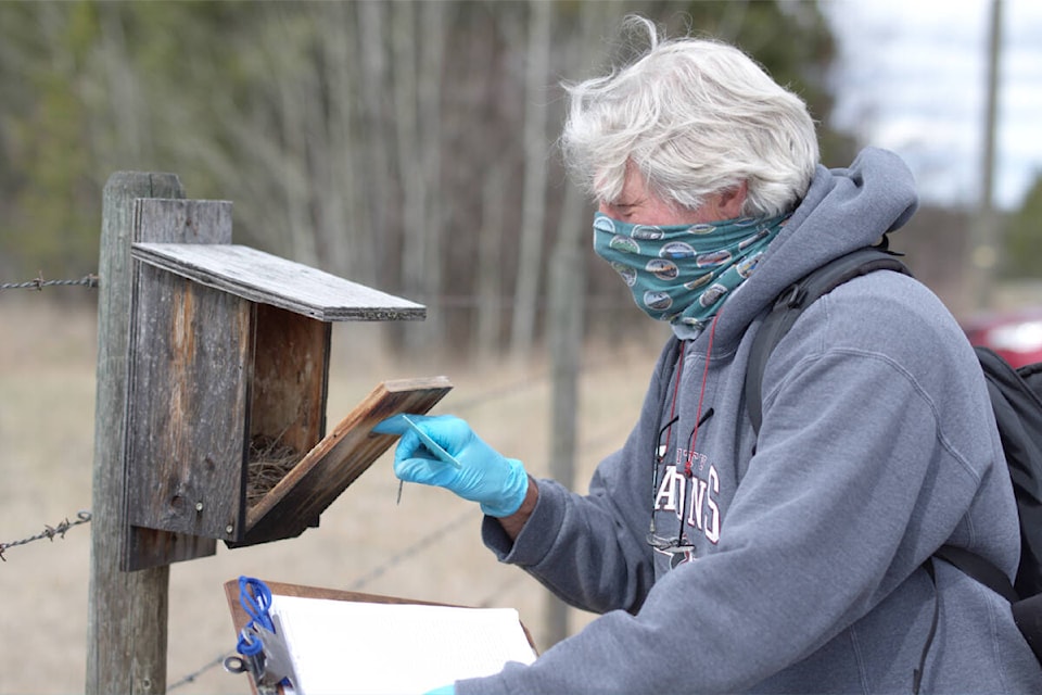 Birder-friendly nest box being checked by Loyd Czismadia. (Photo by Michaela Waterhouse) 