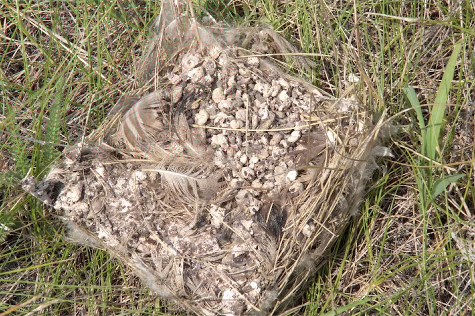 web1_240613-wlt-bluebird-nests_2