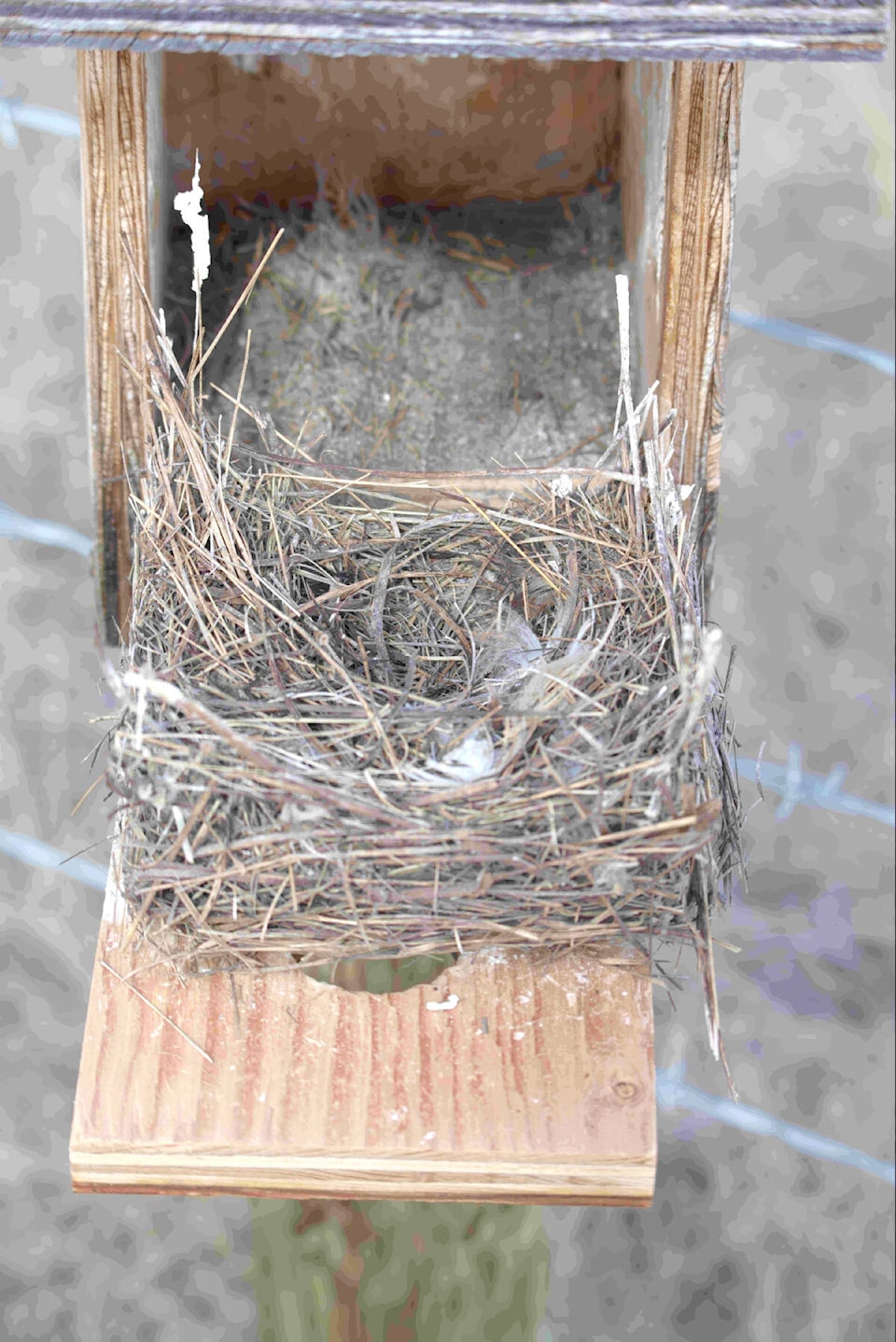 web1_240613-wlt-bluebird-nests_3