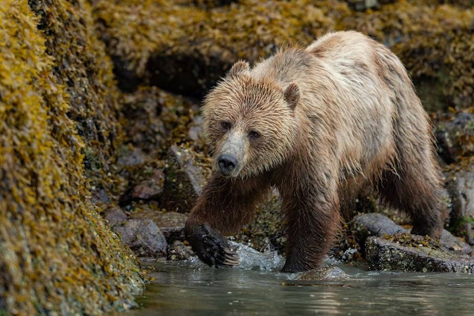 web1_22421729_web1_200811-wct-crgrizzlytour_1