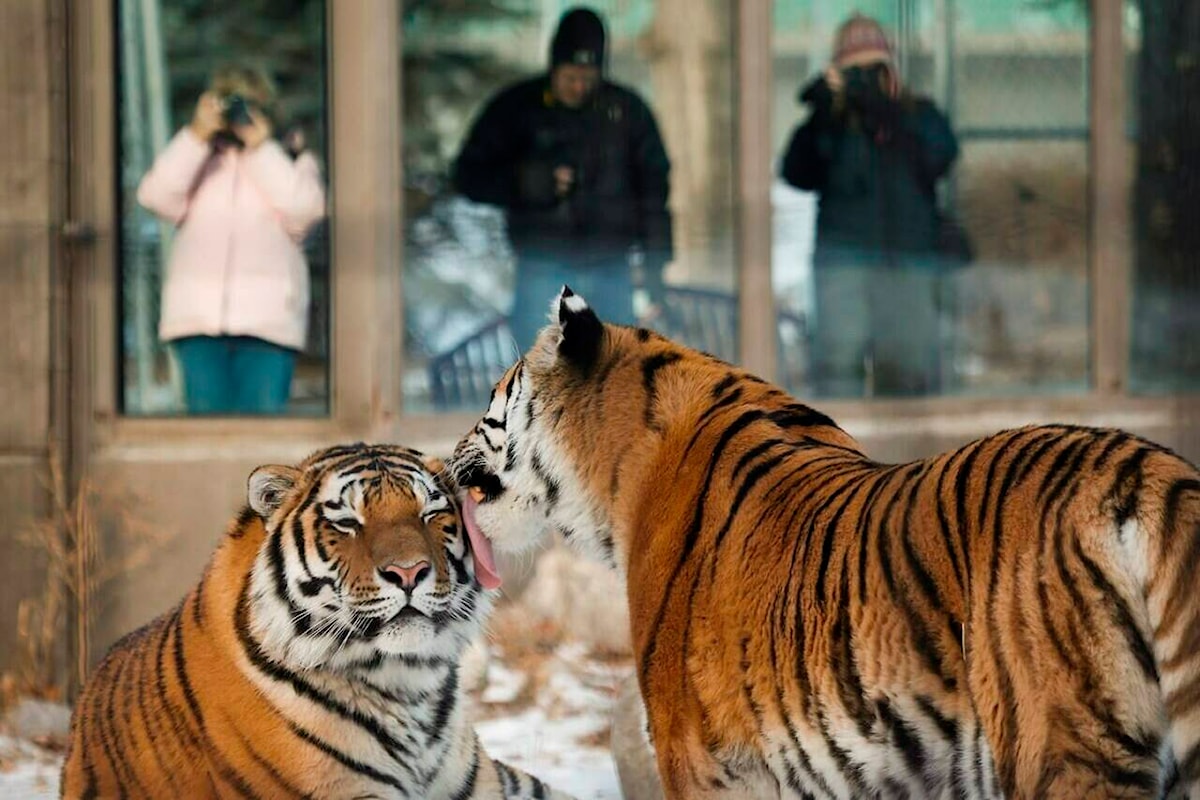 World’s zoos urged to focus on conservation over entertainment