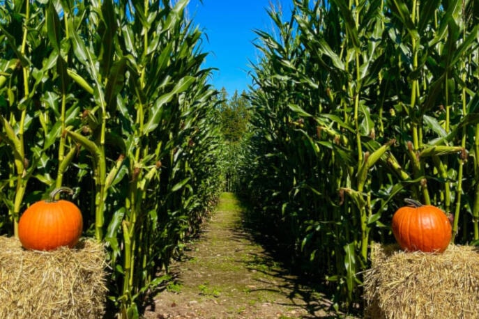web1_240911-wct-peninsulacornmaze-new_1