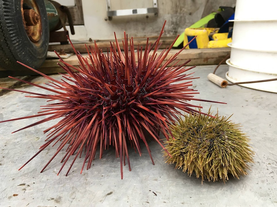 web1_urchin-iwk-200218_4