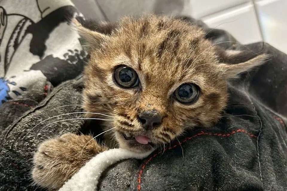 web1_240926-lat-crittercarebobcats1