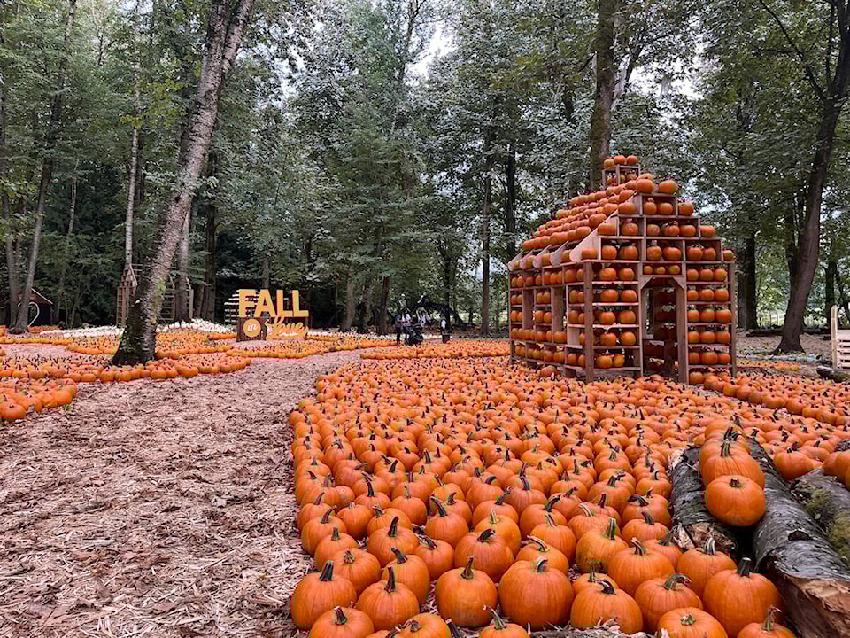 web1_oct7-tourismabby-fall-at-the-farm-11