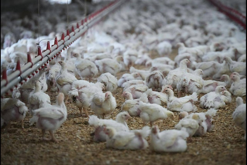 Avian flu is considered to be "widespread" throughout the Fraser Valley. (THE CANADIAN PRESS/Darryl Dyck)