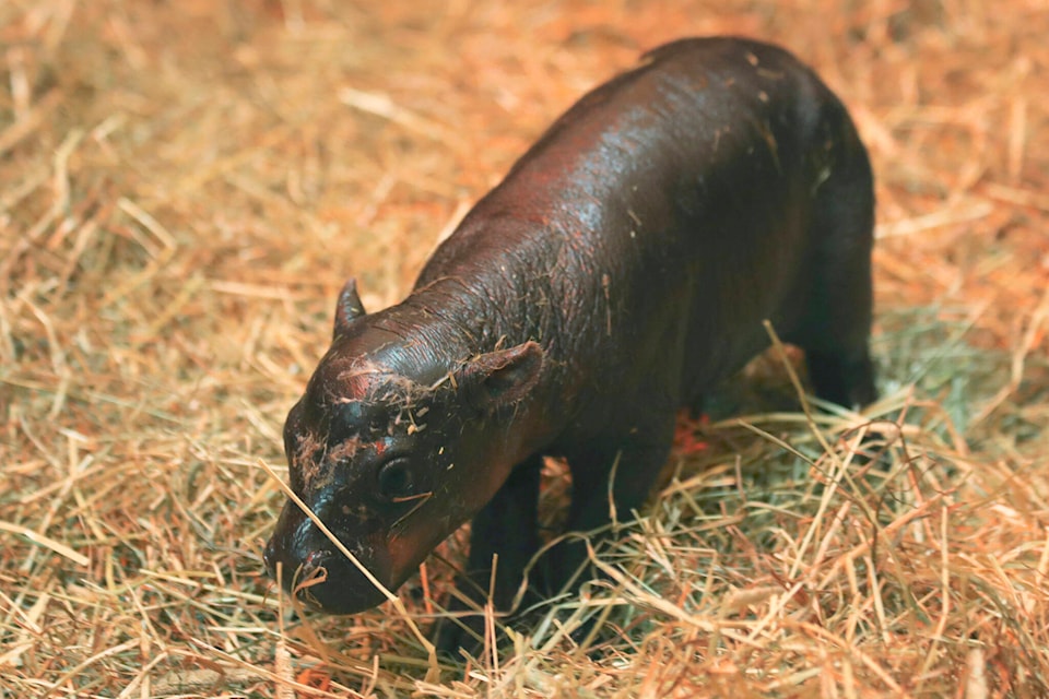 Haggis the pygmy hippo challenging Moo Deng for the global