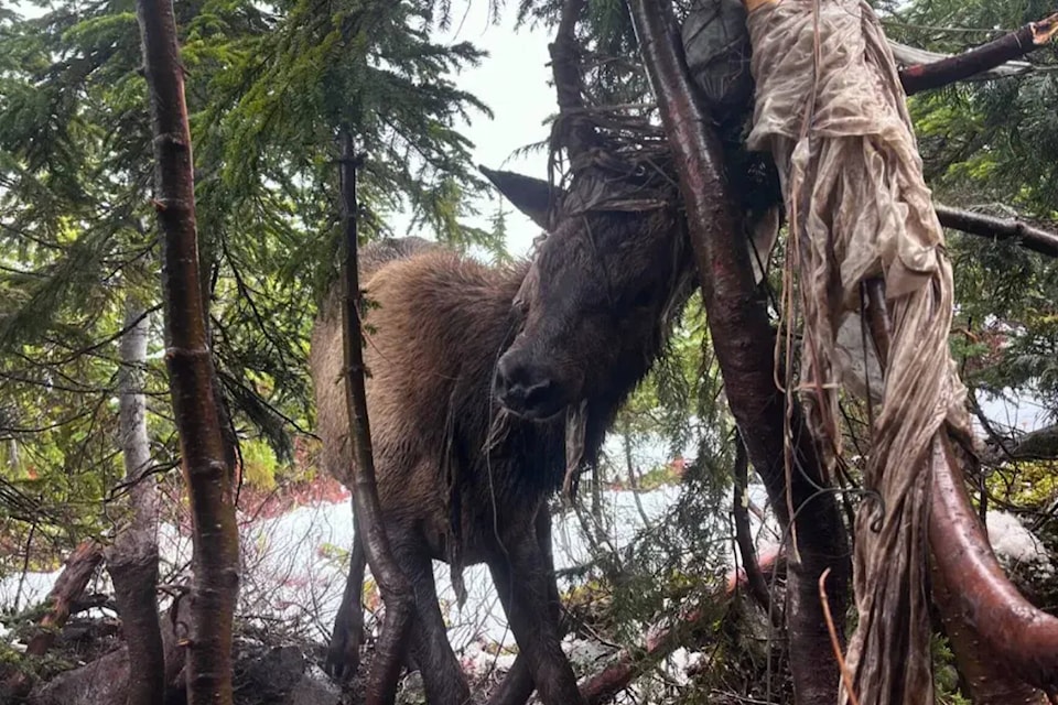 web1_241114-cpw-lji-bc-entangled-elk-tangle_1