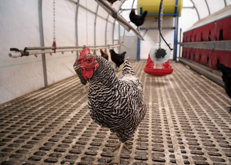 web1_chicken2