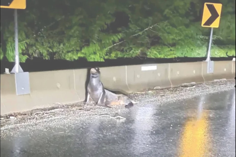 A sea lion caused quite a commotion over the holidays after it waddled onto a section of Highway 4 near Ucluelet on Vancouver Island’s west coast. (Facebook photo) 