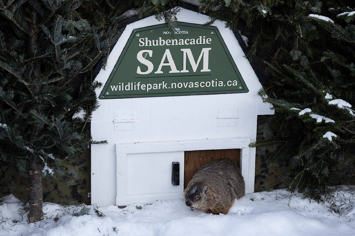 Groundhog Day 2025 Fred, Sam, Willie not on the same page about winter