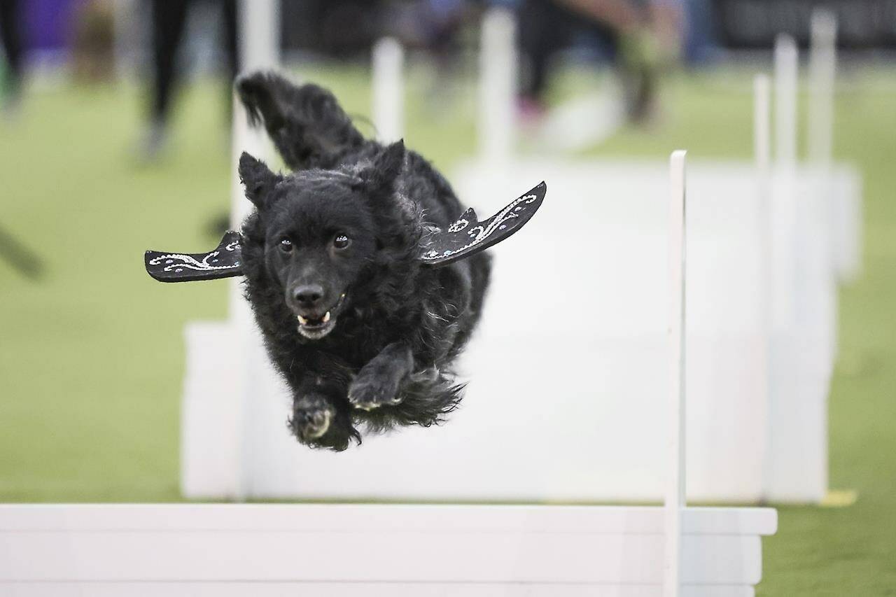 World’s best pups show off their skills at Westminster Dog Show