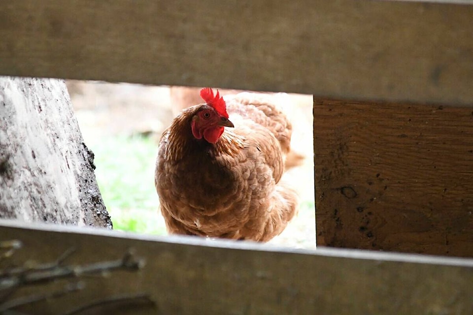 Bird flu virus being made available to Canadians at risk, such as farm