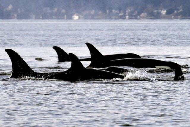 Salish Sea’s newest orca is female and doing well: researchers