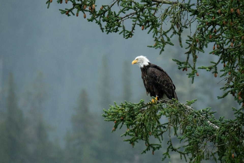 web1_haidagwaii-eagle-dsc02879