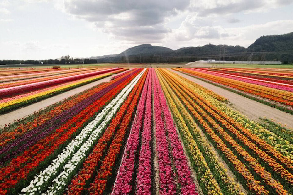 web1_tulips