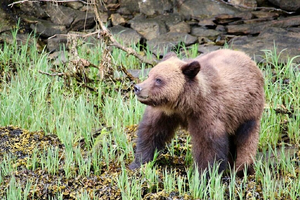 web1_250522-grizzly-bear-cub
