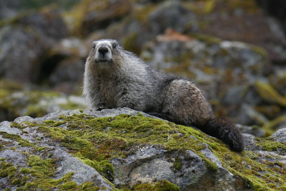 web1_marmot-2