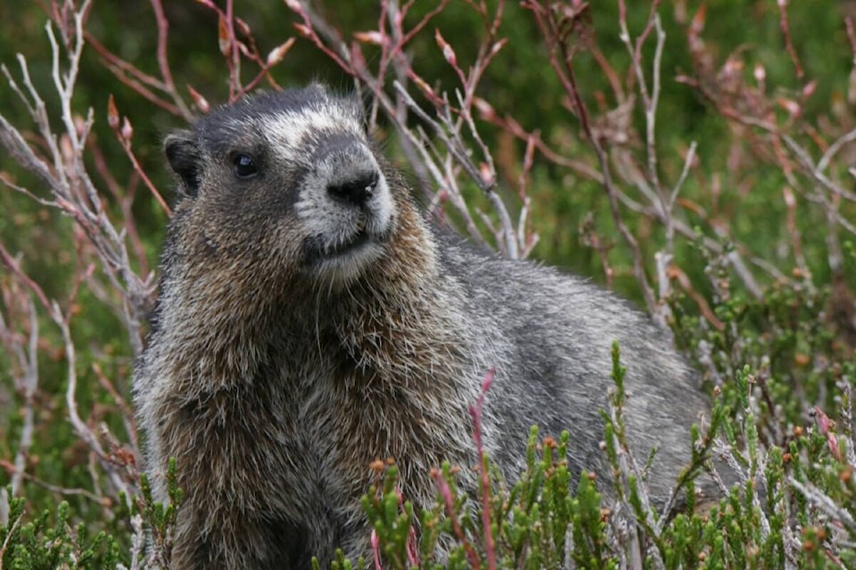 web1_marmot-3