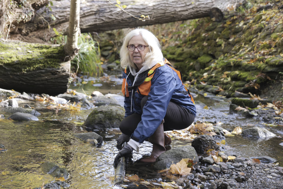 Volunteers keeping their eyes peeled for salmon in Oak Bay’s Bowker Creek