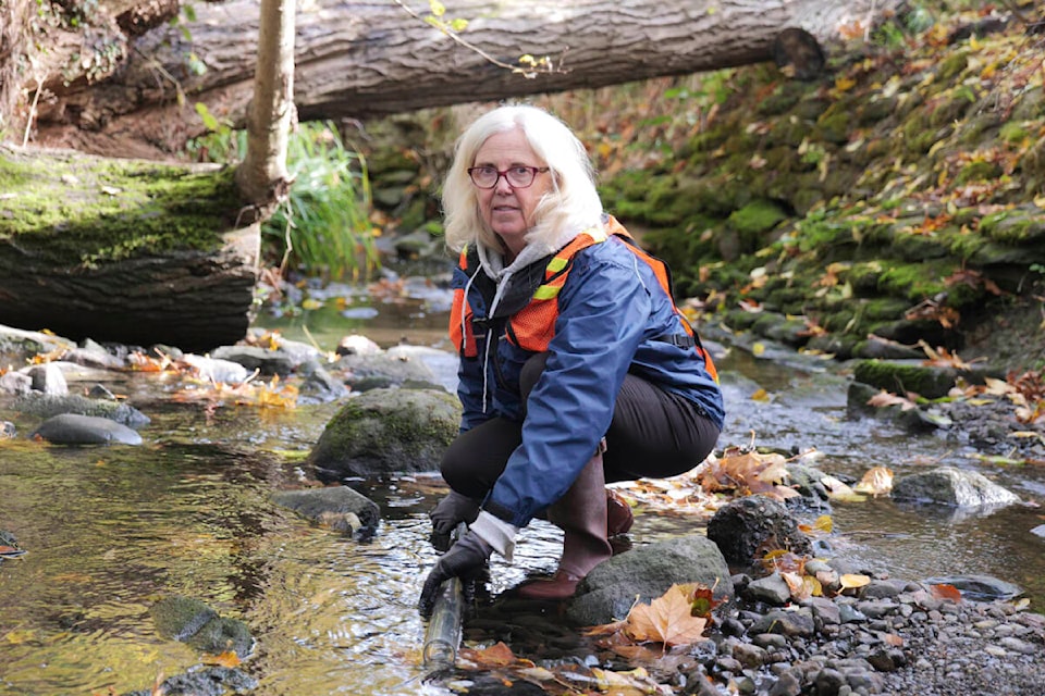 Volunteers keeping their eyes peeled for salmon in Oak Bay’s Bowker Creek