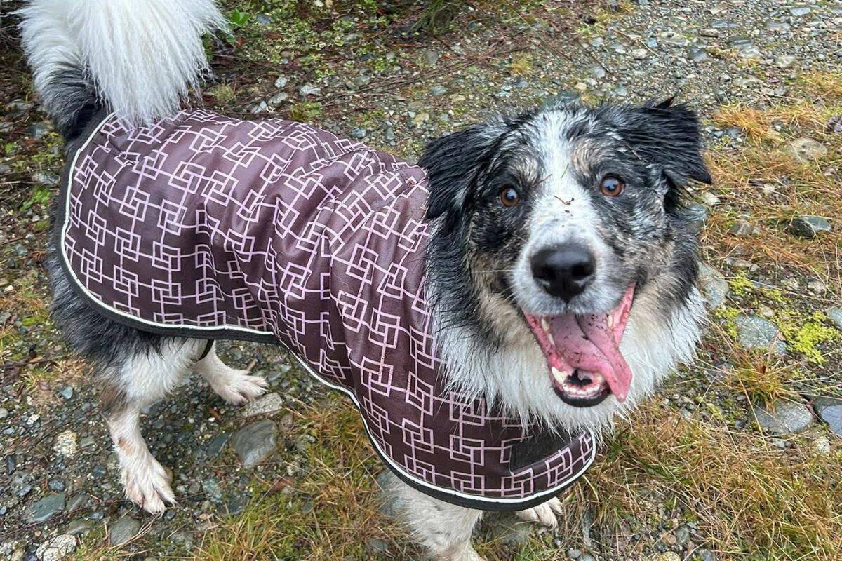 ‘We don’t feel safe in our home’: Sooke couple speaks out after dogs shot