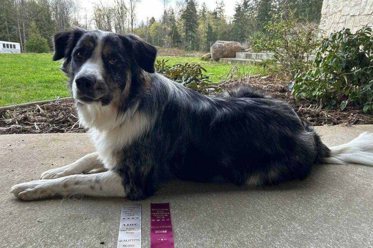 ‘We don’t feel safe in our home’: Island couple speaks out after dogs shot