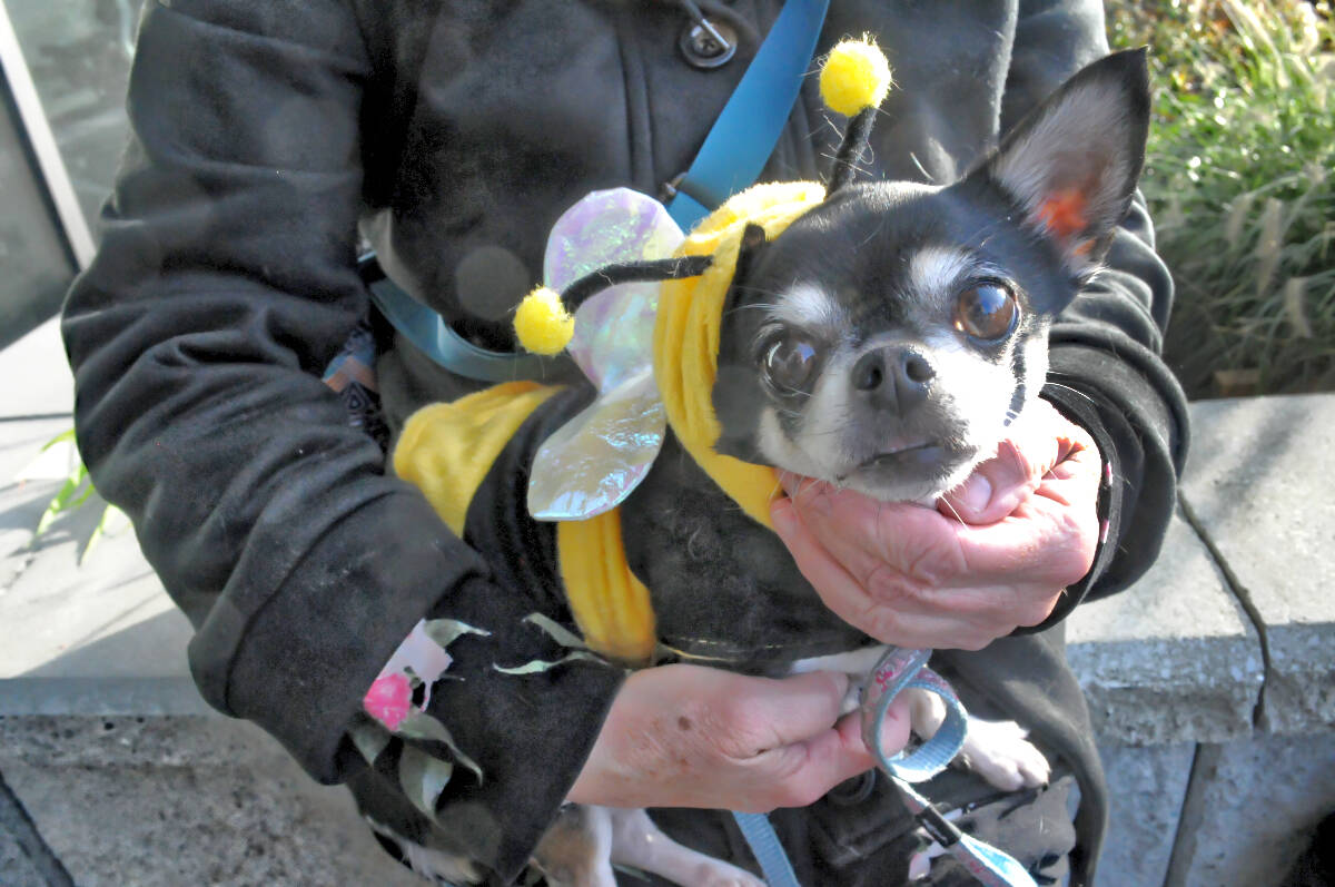 Dogs in costume at Langley Halloween parade
