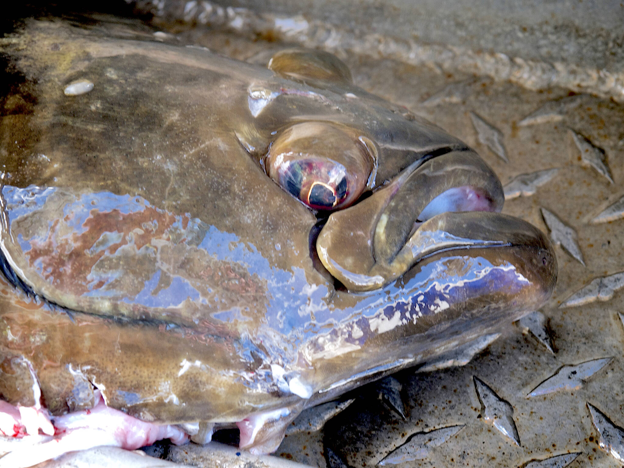 Vancouver Island fisher nabs $15k fine for fishing without a licence