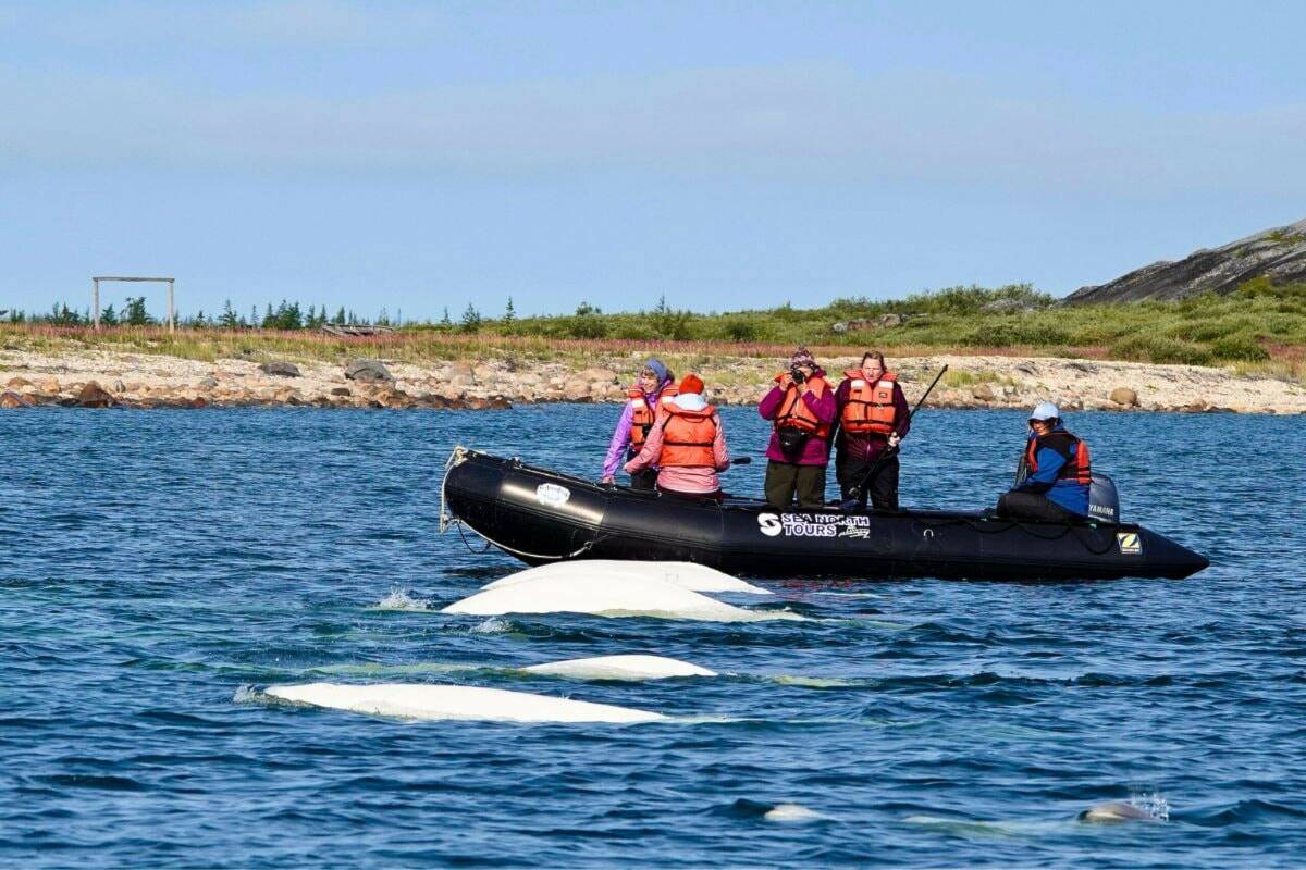 Travel: Going eye to eye with belugas in Churchill, Manitoba