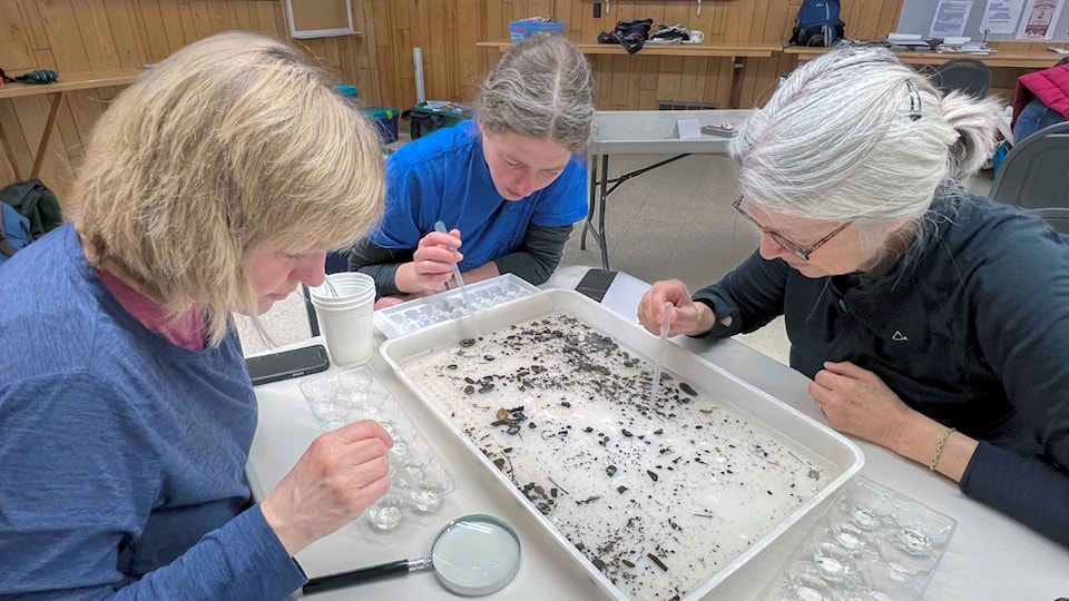 june23-cvcf-caption2_benthic-sorting_light