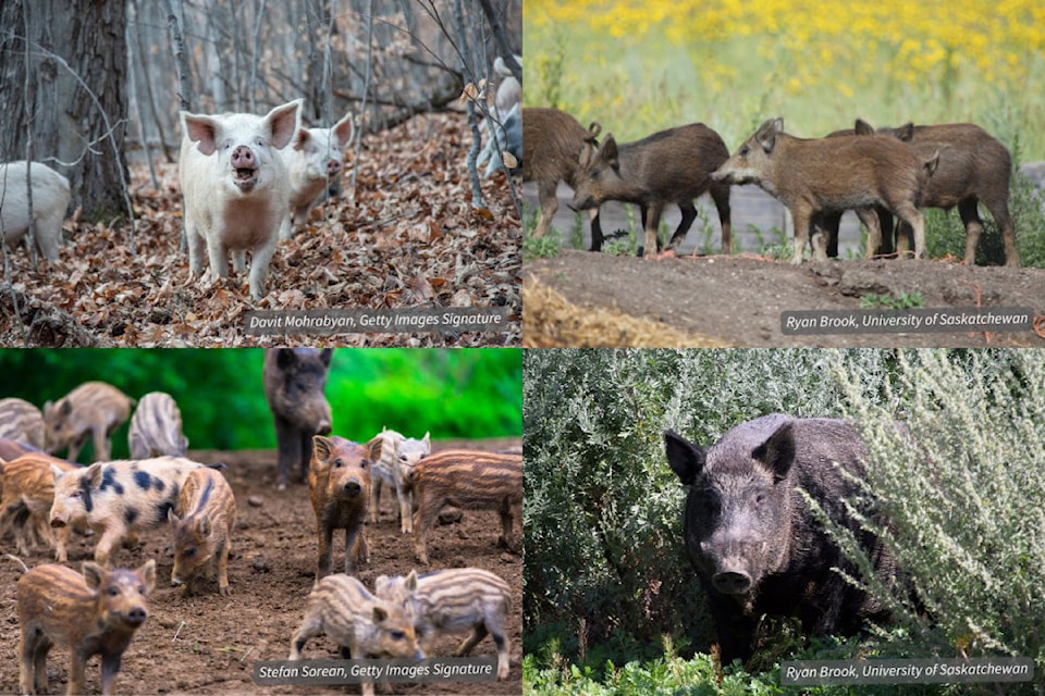 B.C. has no known established population of invasive pigs as of yet, and ISCBC is encouraging the public to help prevent their presence from growing into a real problem. 
