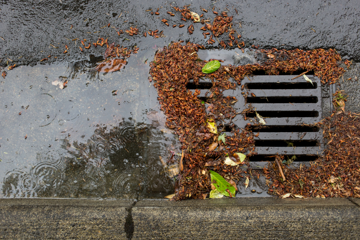 Only rain down the drain: Clear catch basins to protect property and waterways