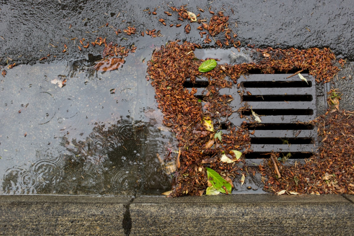 Only rain down the drain: Clear catch basins to protect property and waterways
