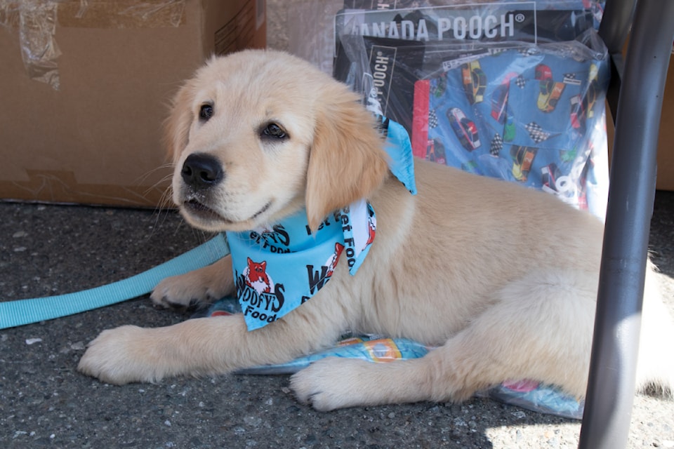 golden-pupper