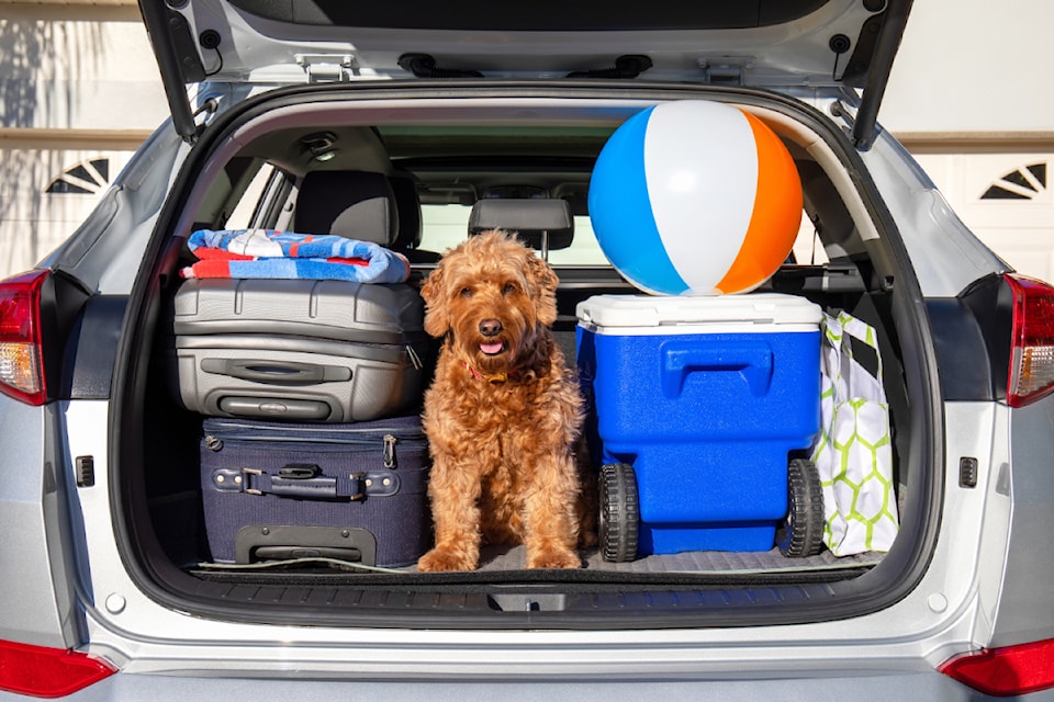 dog-roadtrip-adobestock_284402432