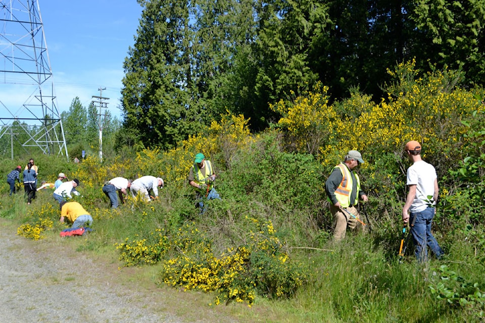 broom-busting-volunteers-fight-an-ongoing-battle-agains-the-pest-plant-photo-broombusters