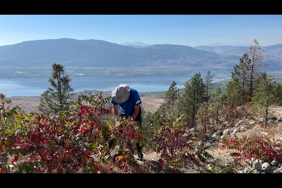 The Osoyoos Indian Band is building a path forward for sustainable use and commercialization of non-timber forest products. Sumac seeds are one of the many products available for harvesting.