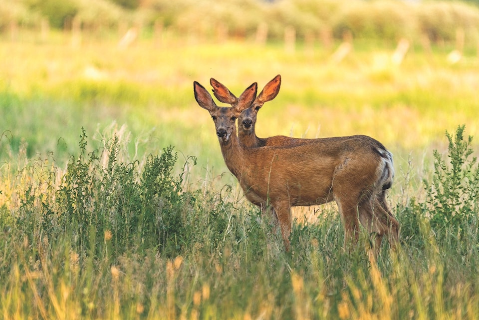 deer