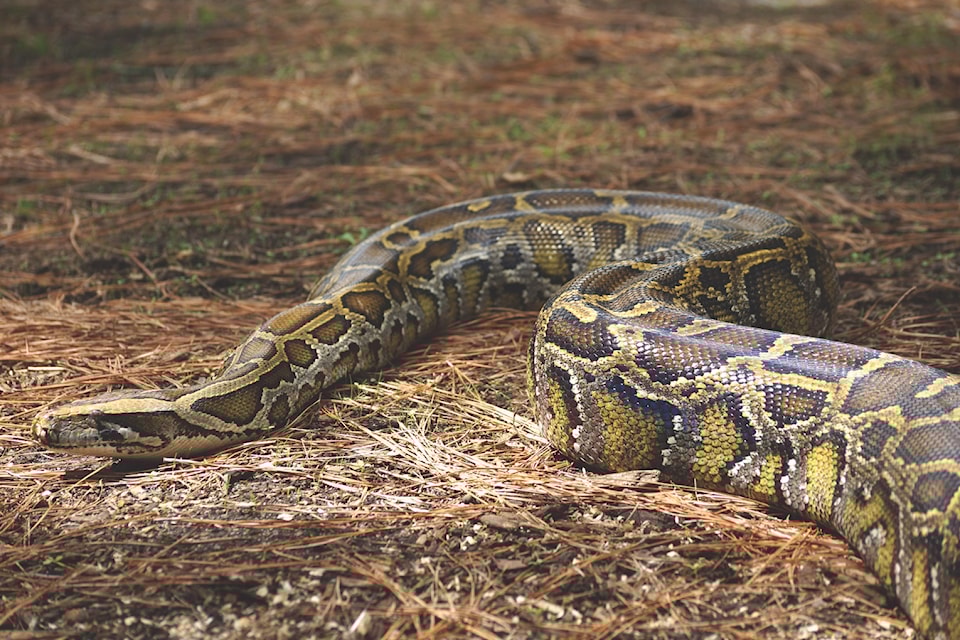 snake