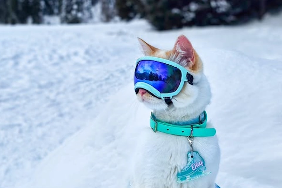 Olaf visits Manning Park