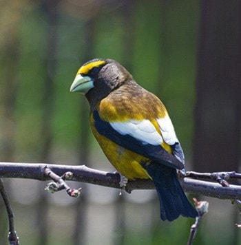 39242princetonMaleEveningGrosbeak