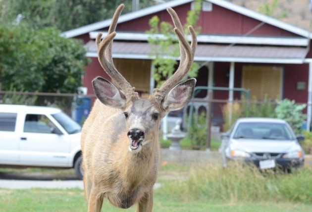 67485penticton1030deer