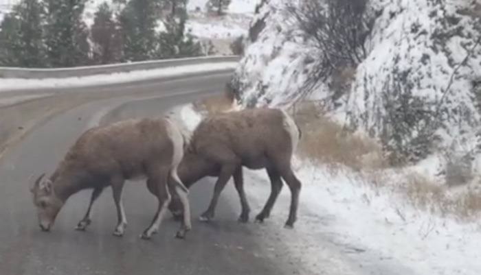 95232pentictonsheep