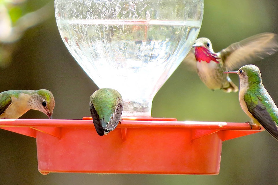 web1_170614-PWN-hummingbirds-T