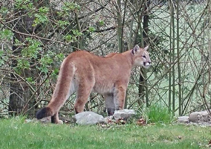 7978233_web1_cougar-morningstar-sub-april12